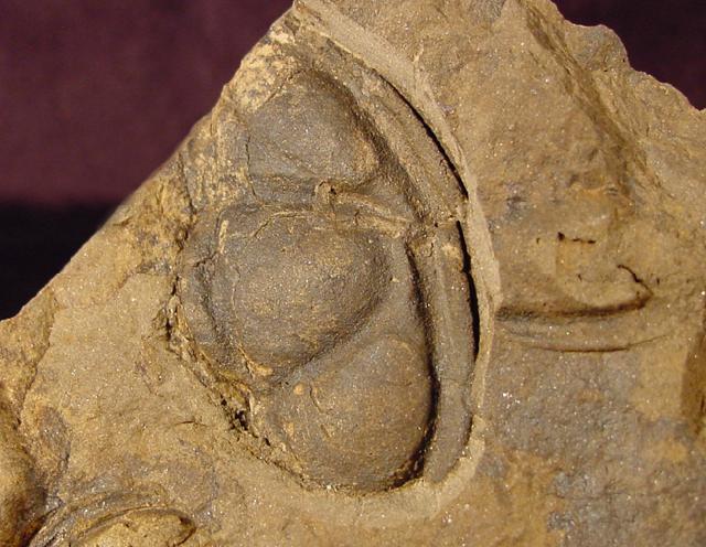 Conocoryphe cirina (BARRANDE 1846) - Bild © FossNet FossilienStore